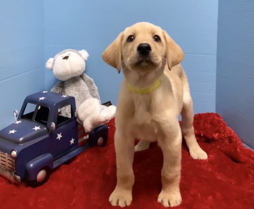 Yellow Collar Lawhorn